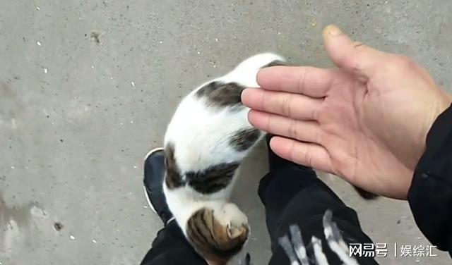 法老王猎犬在中国有吗_法老王猎犬会看家吗_中国禁养法老王猎犬的价格