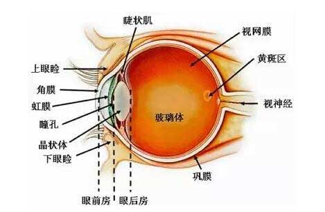 有没有测眼型的软件_有测眼型软件没_测眼型的软件下载