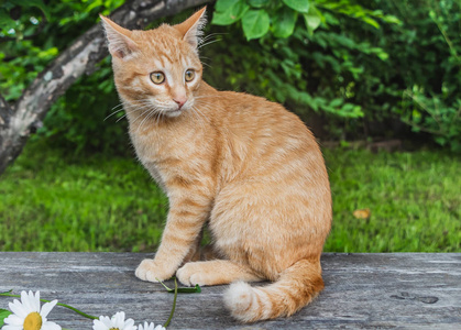 小猫进新家该注意什么_小猫进入新环境应该怎么办_小猫咪进家