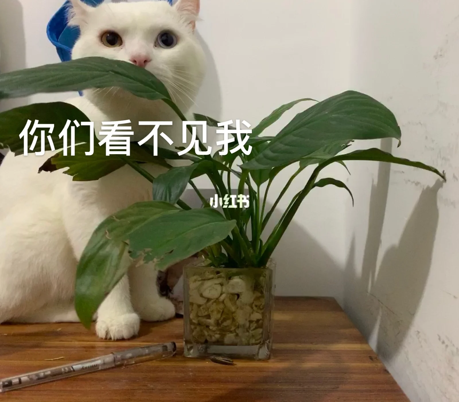 小猫咪进家_小猫进入新环境应该怎么办_小猫进新家该注意什么