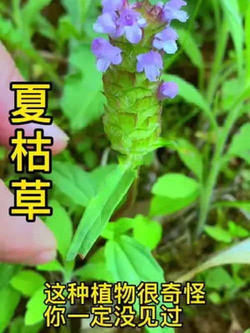 逃脱游戏夏日的终点 