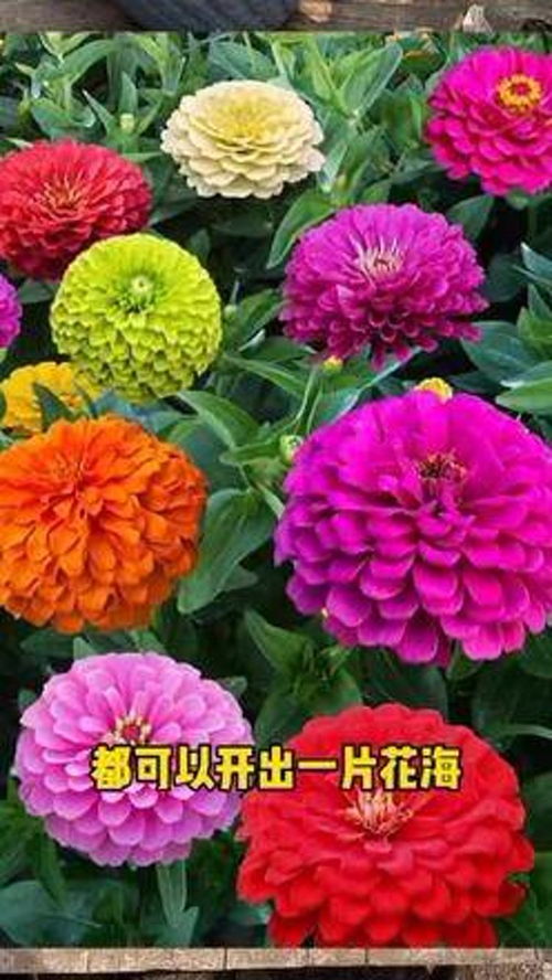 代号花游戏下载 