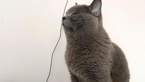 解压猫咪游戏手机安卓2024官方版v1.0.0 